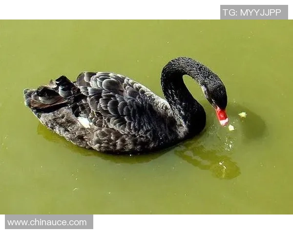 揭秘足球明星水怪的真实身份与传奇故事